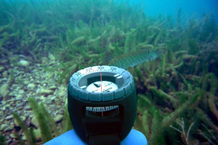 Navigieren im Ilsesee mit dem Kompass