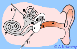 Anatomie des Ohren