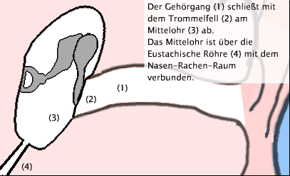 Erklärung Barotrauma Ohr, Schritt 1: